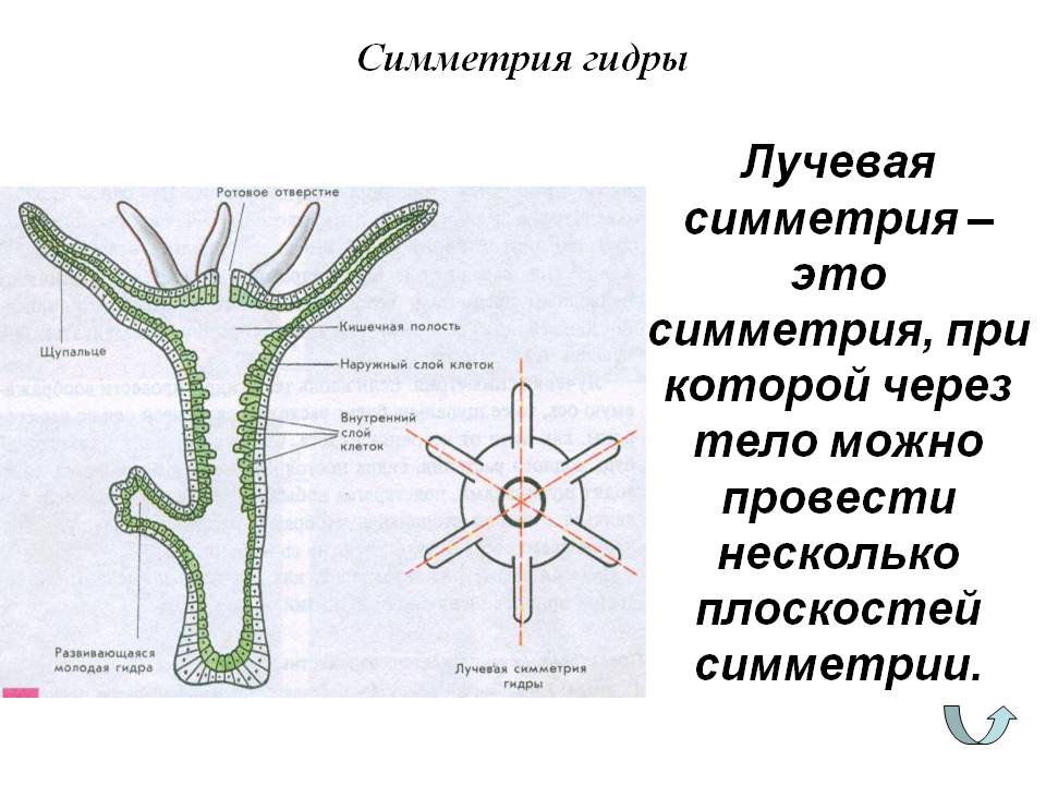 Кракен магазин kraken4am com